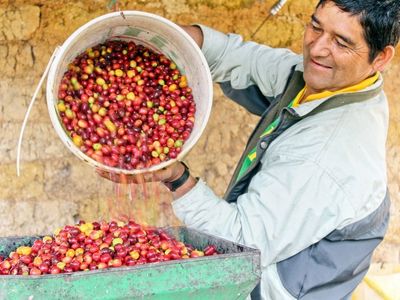 pestitel ferove kavy