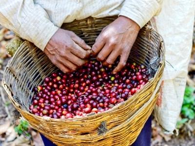 pestitel_kavy_fairtrade_1