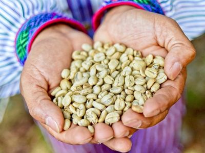 bio zelena kavova zrna