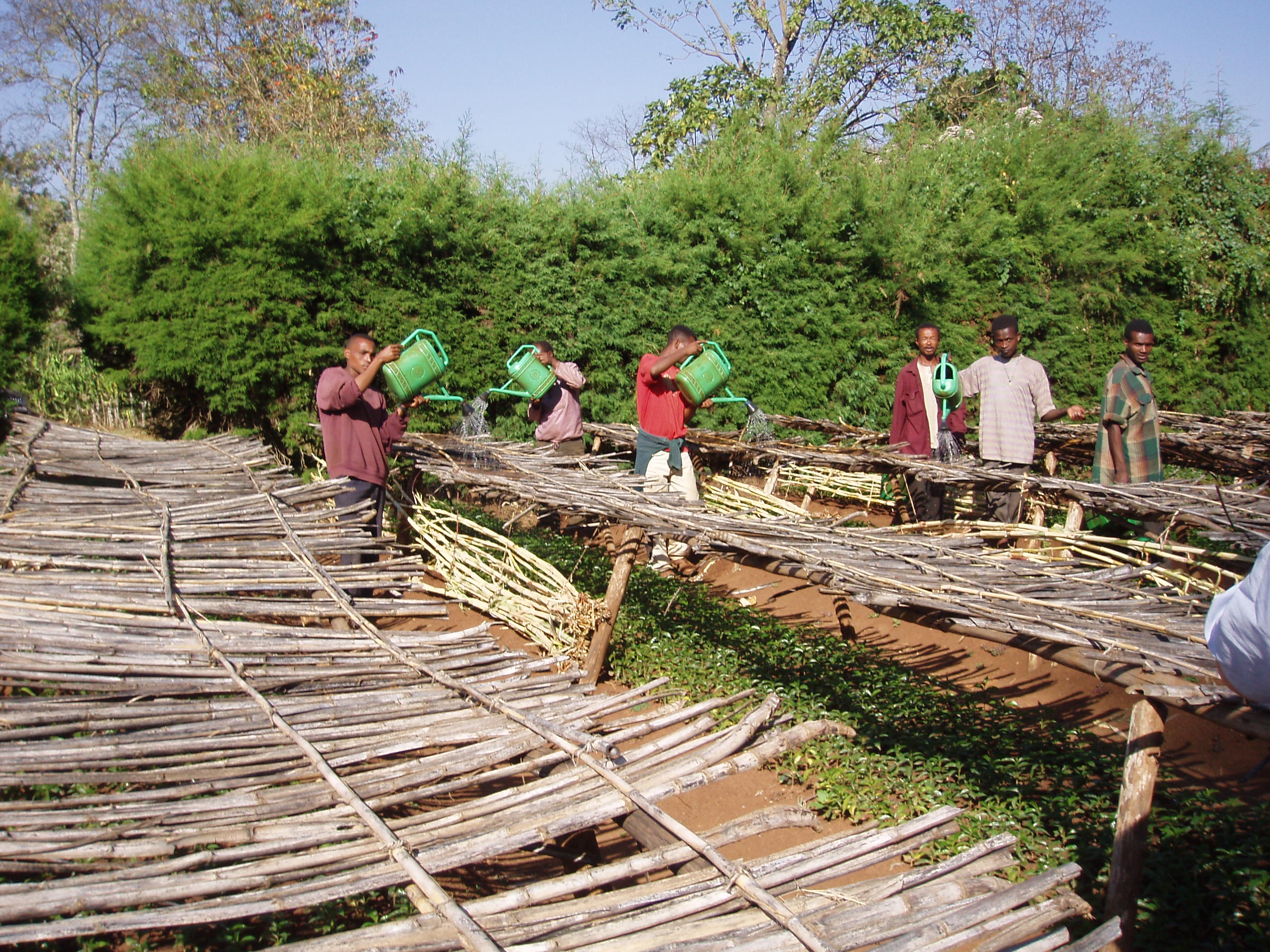 Ethiopia Yirgacheffe Negele oromia nursery